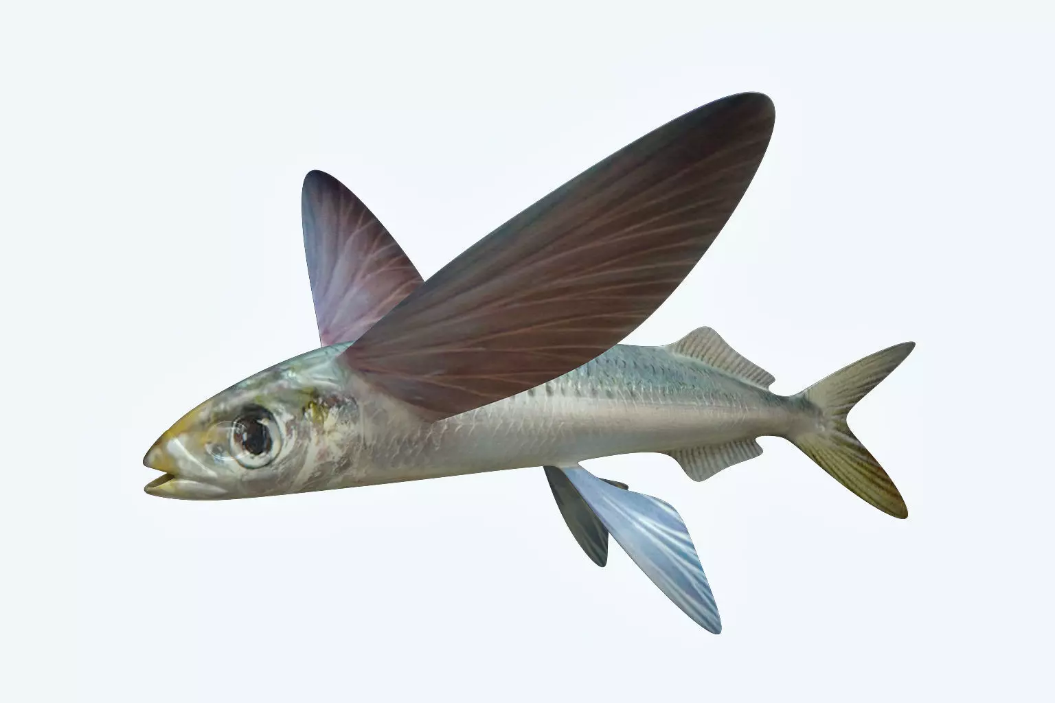 Atlantic Flying Fish 3D model_0