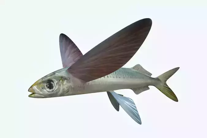 Atlantic Flying Fish 3D model