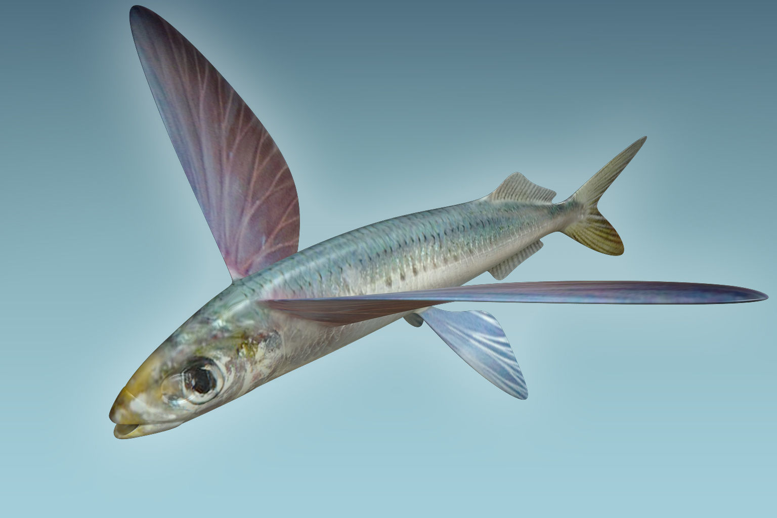 Atlantic Flying Fish 3D model_3