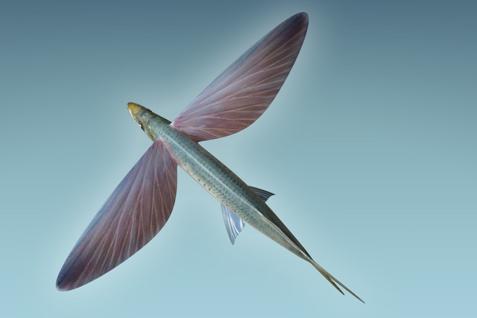 Atlantic Flying Fish 3D model_5