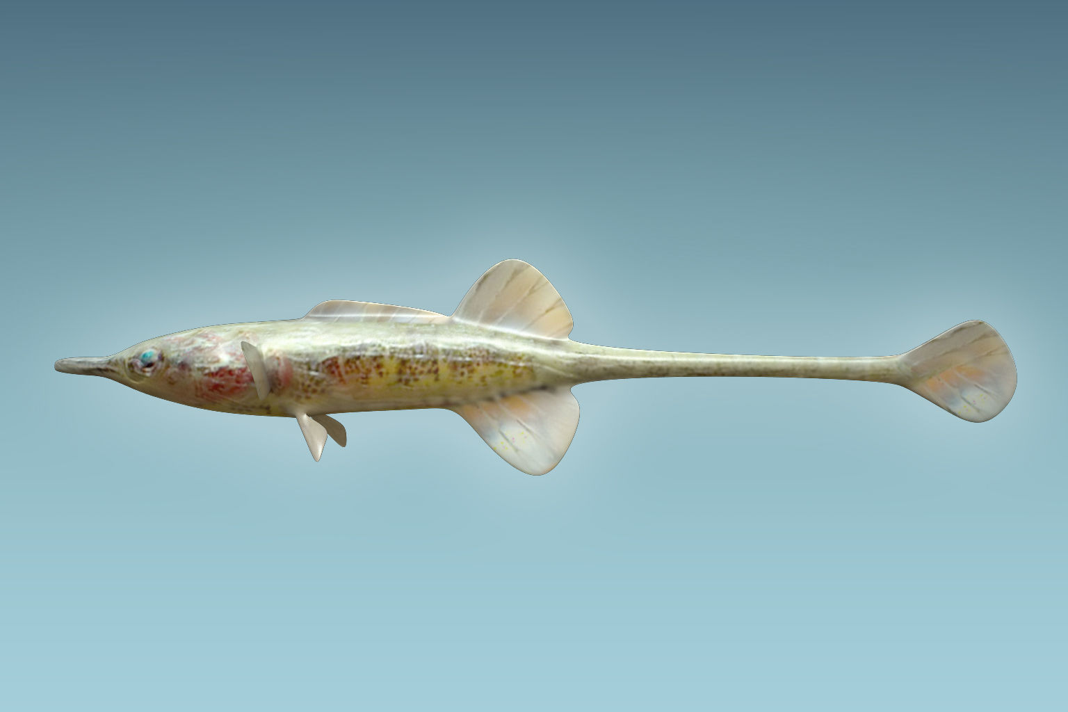 Paradoxus Fish 3D model_2