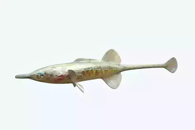 Paradoxus Fish