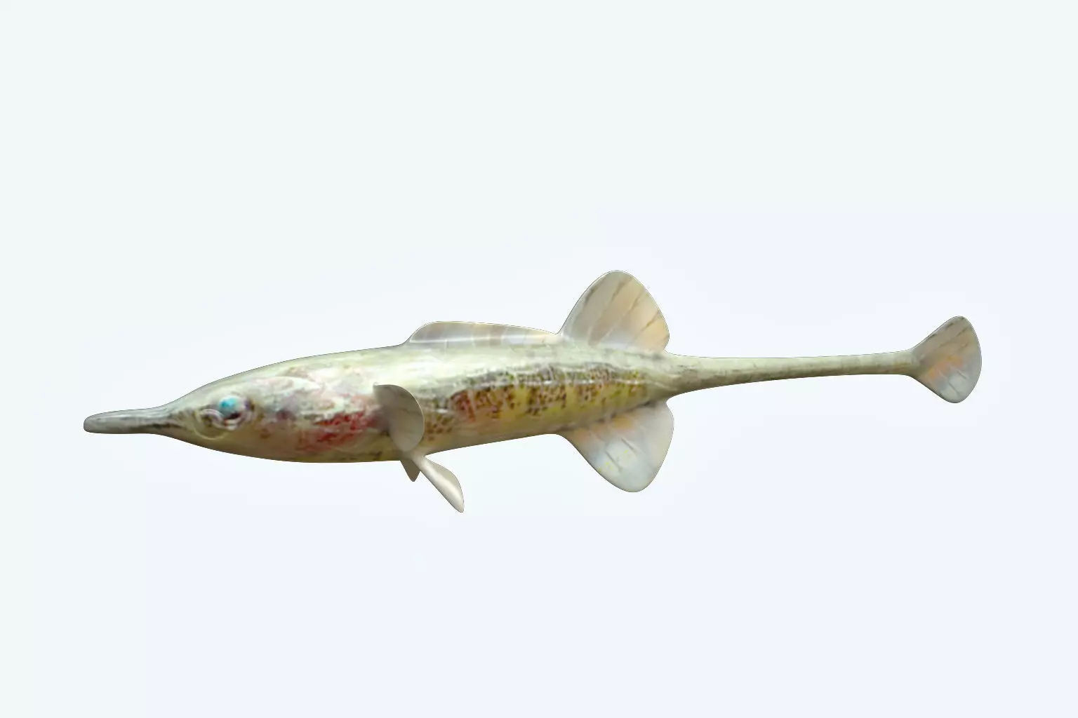 Paradoxus Fish 3D model_0