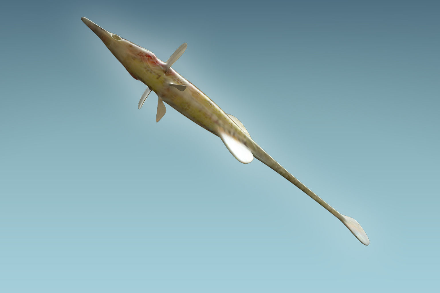 Paradoxus Fish 3D model_5