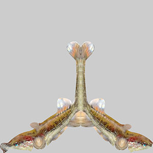 Paradoxus Fish 3D model_9