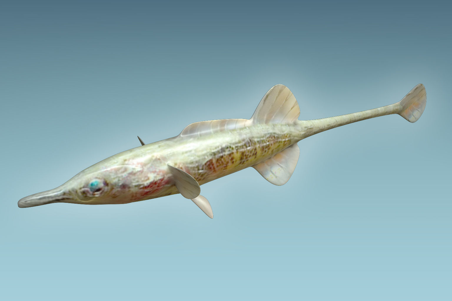 Paradoxus Fish 3D model_1