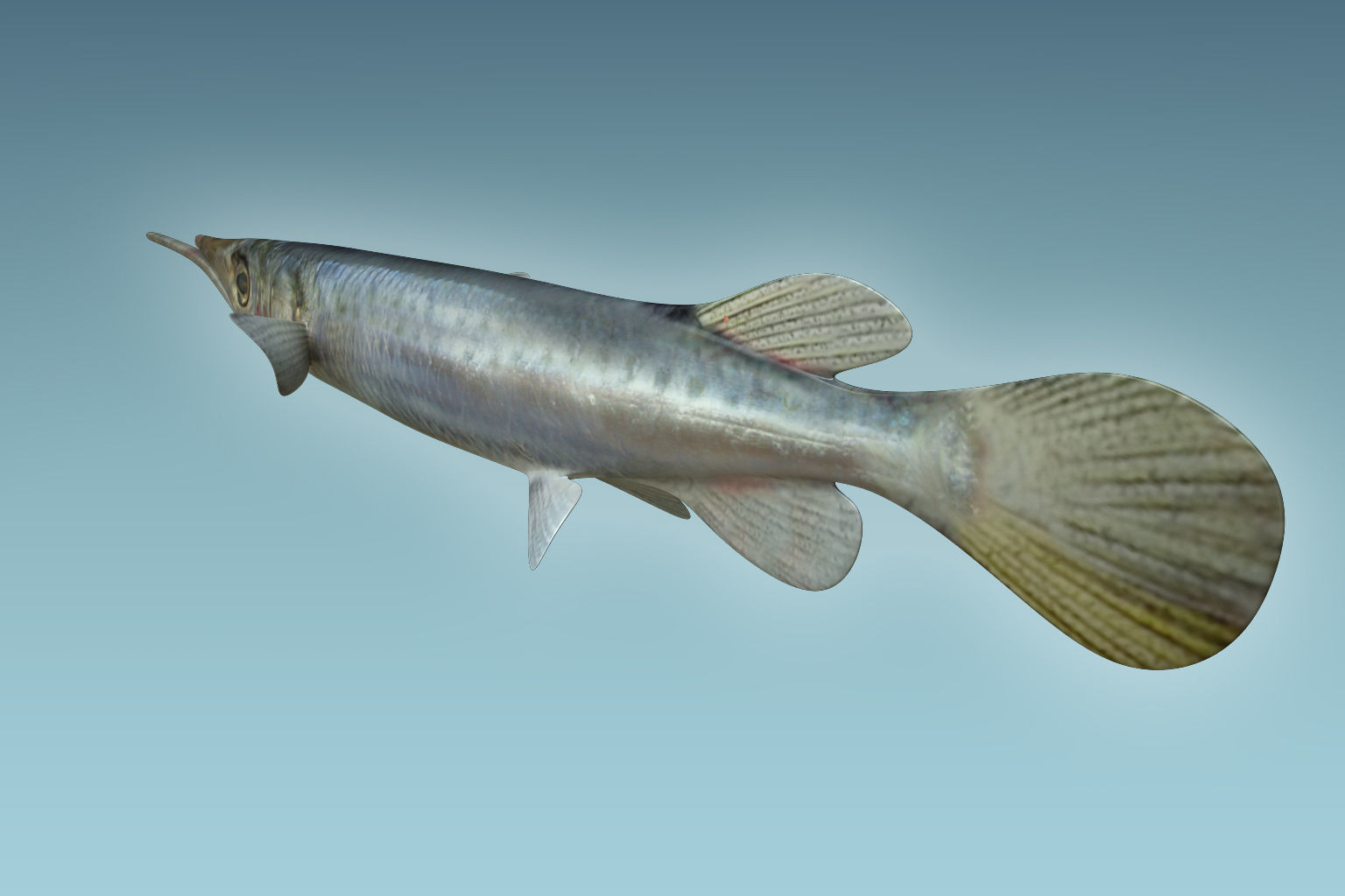 Wrestling Haflbeak Fish 3D model_3