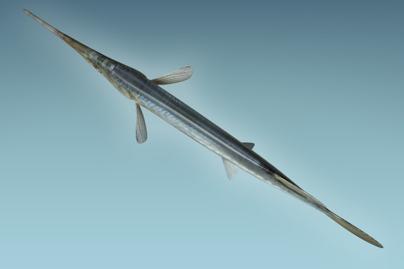 Wrestling Haflbeak Fish 3D model_5