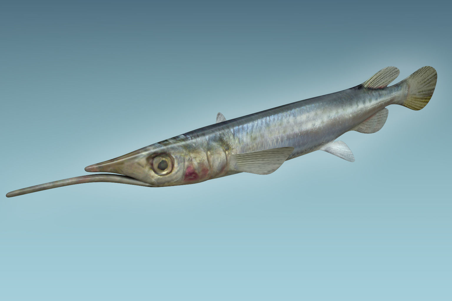 Wrestling Haflbeak Fish 3D model_2