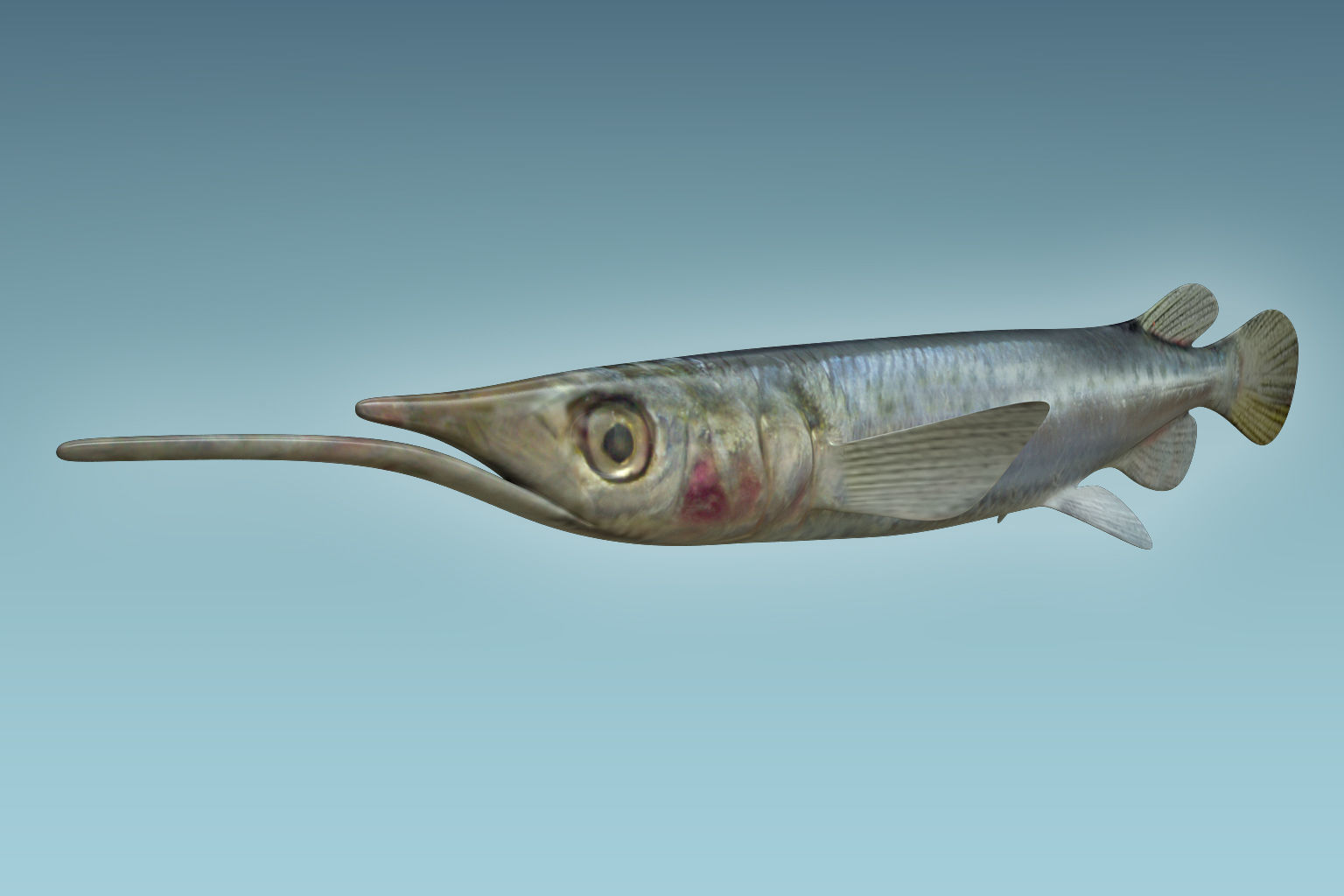 Wrestling Haflbeak Fish 3D model_4