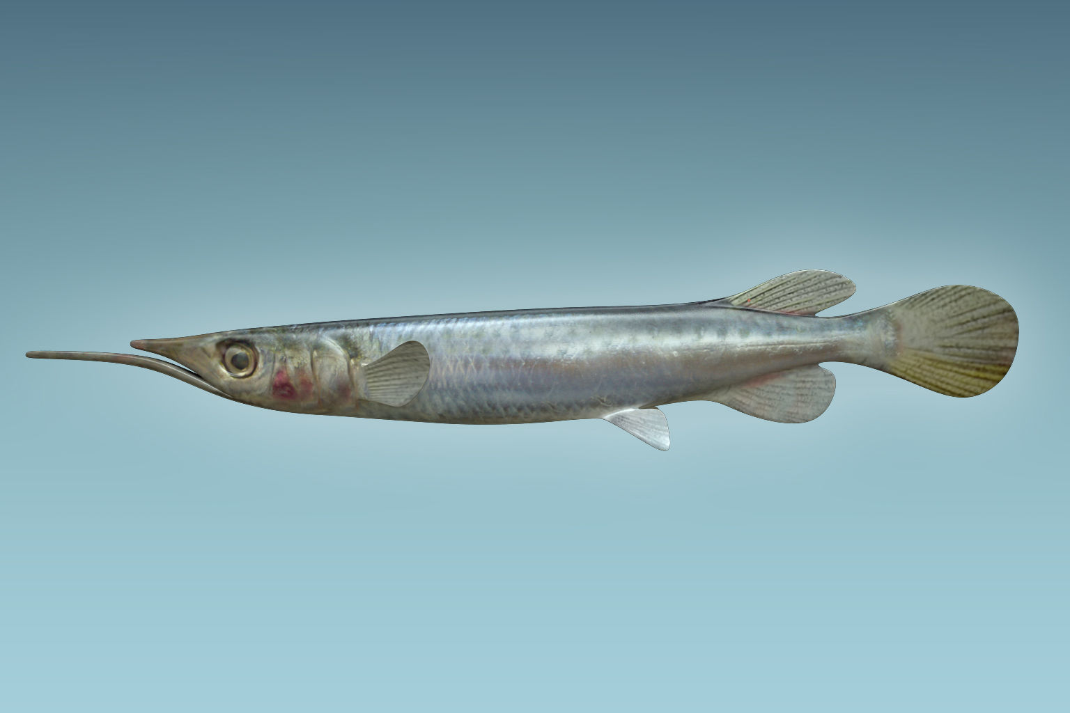 Wrestling Haflbeak Fish 3D model_1