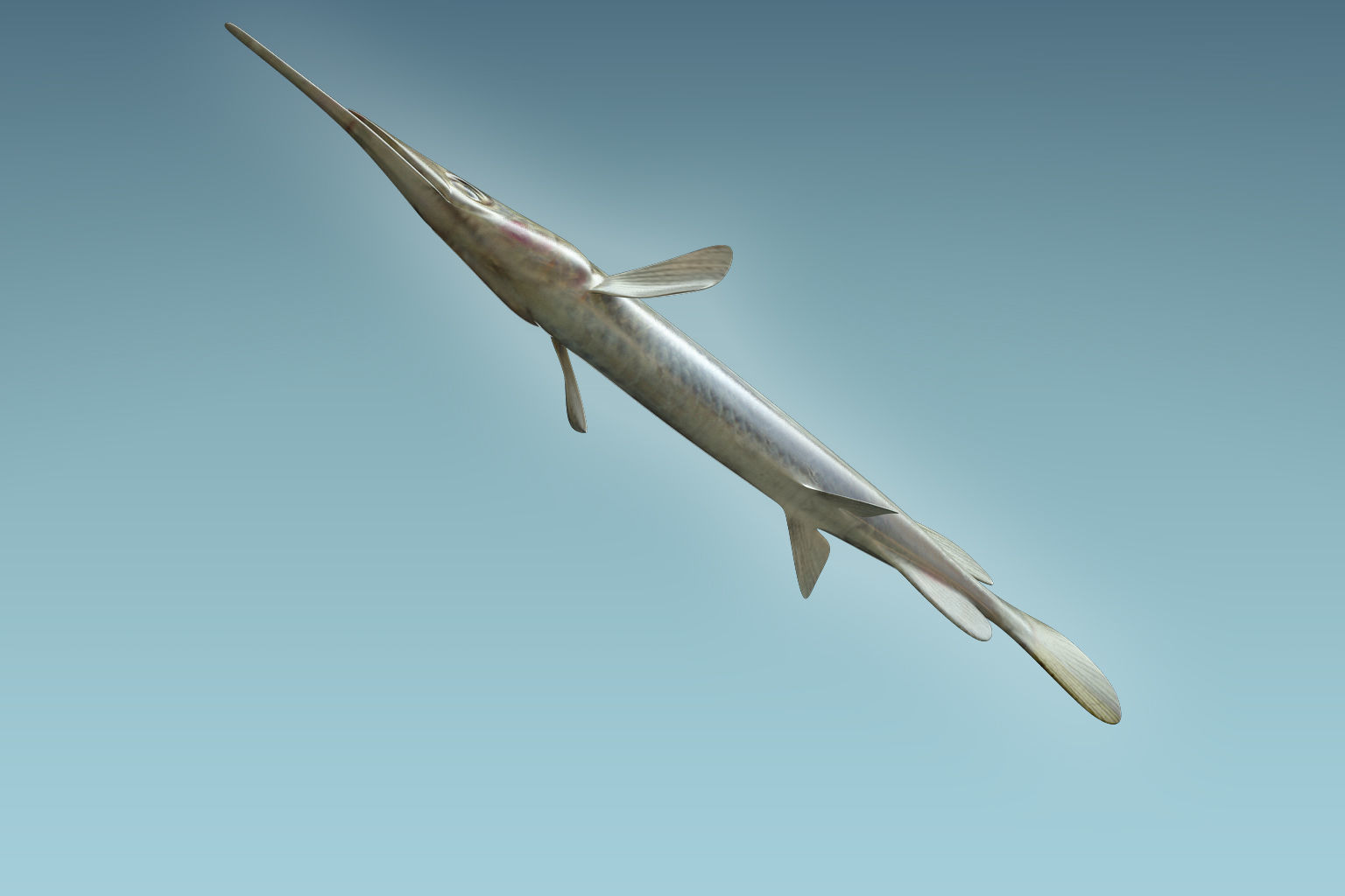 Wrestling Haflbeak Fish 3D model_6