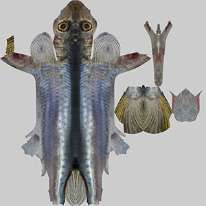 Wrestling Haflbeak Fish 3D model_9