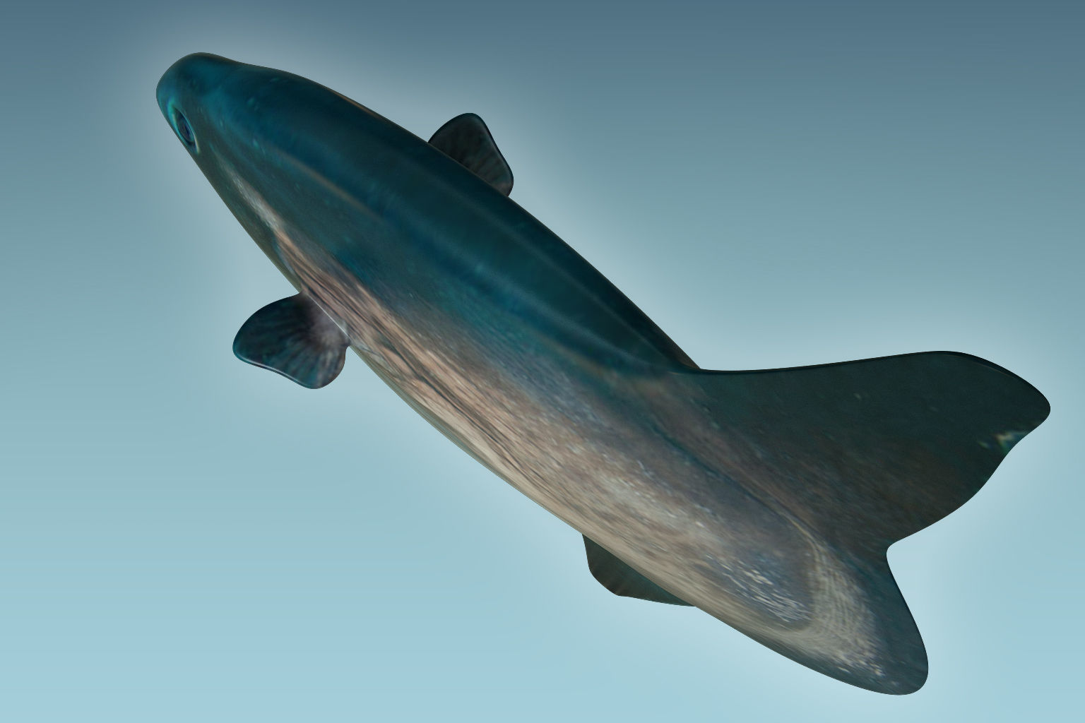 Sunfish close up of tuna fish 3D model_4