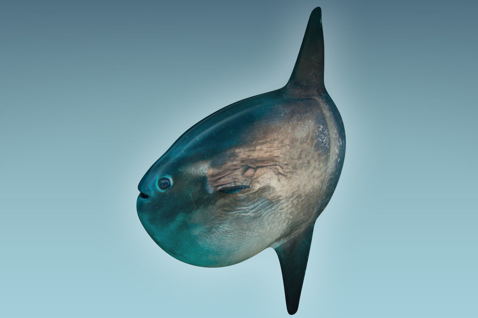 Sunfish close up of tuna fish 3D model_2