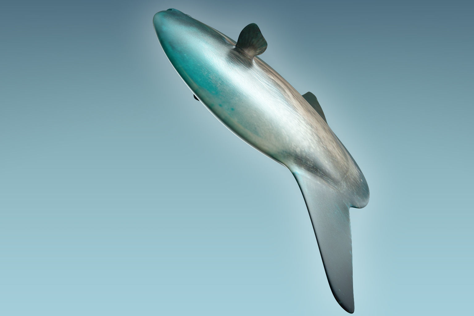 Sunfish close up of tuna fish 3D model_5