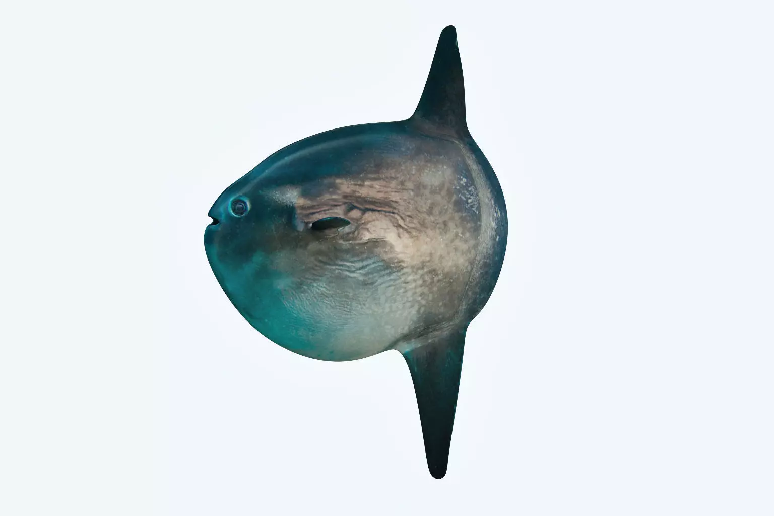 Sunfish close up of tuna fish 3D model_0