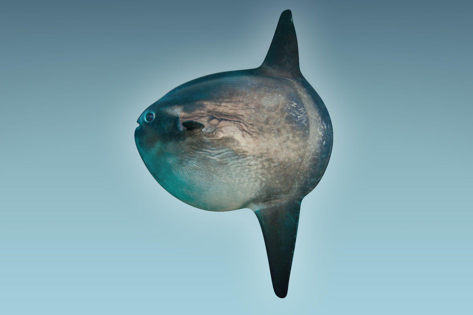 Sunfish close up of tuna fish 3D model_1