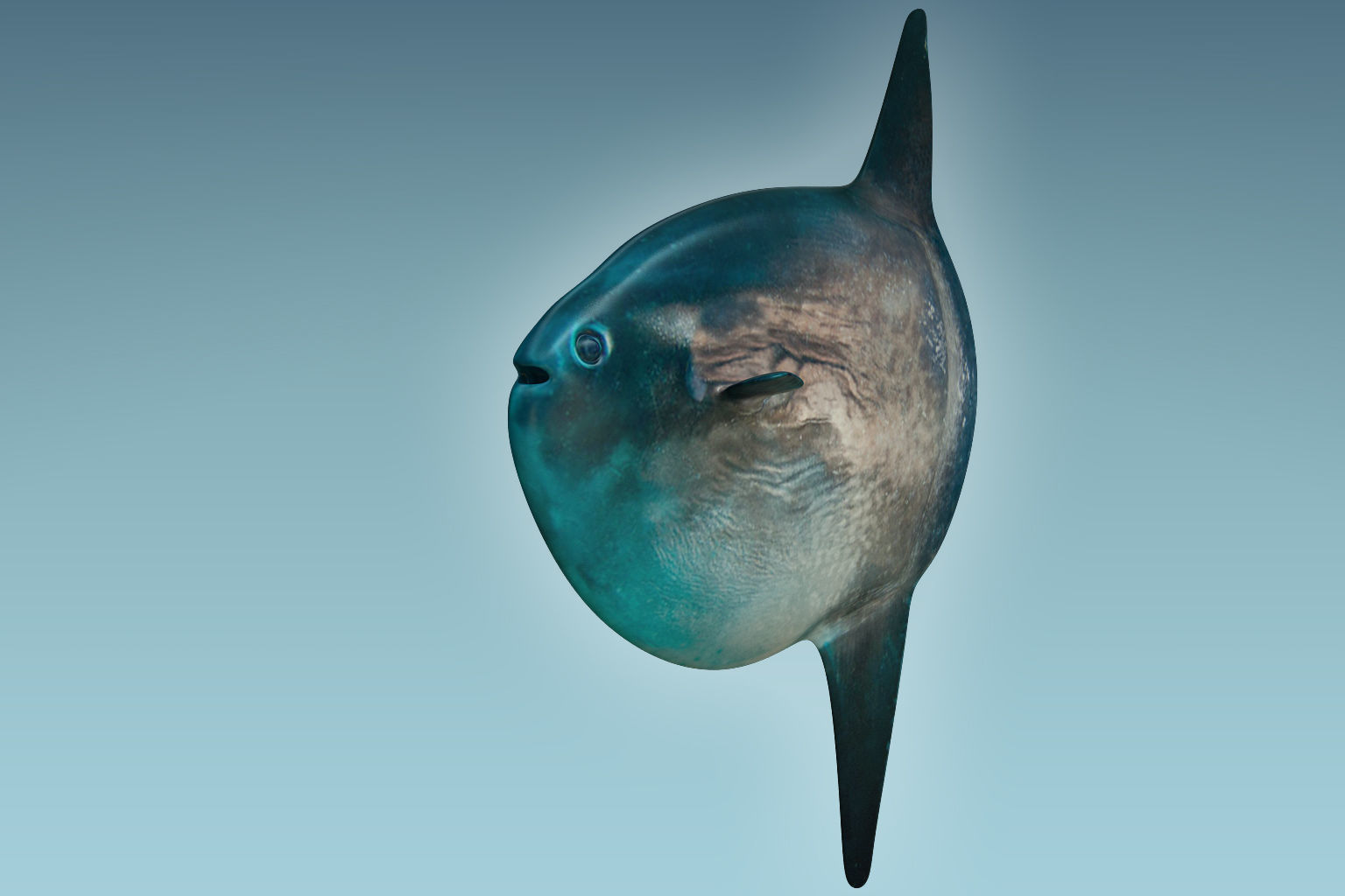 Sunfish close up of tuna fish 3D model_6