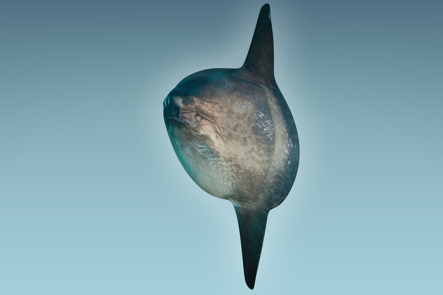 Sunfish close up of tuna fish 3D model_3