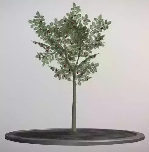 Rowan Tree - Sorbus-Aucuparia - 4m - Summer