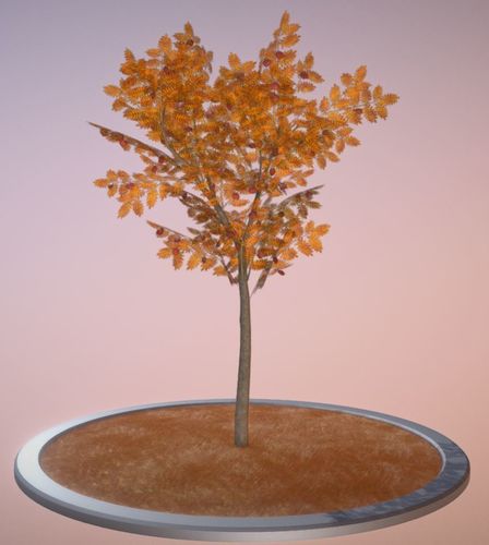 Rowan Tree - Sorbus-Aucuparia - 4m - Autumn Low-poly 3D model