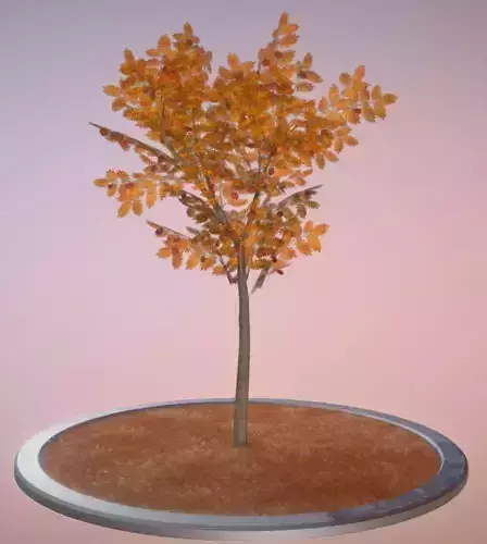 Rowan Tree - Sorbus-Aucuparia - 4m - Autumn