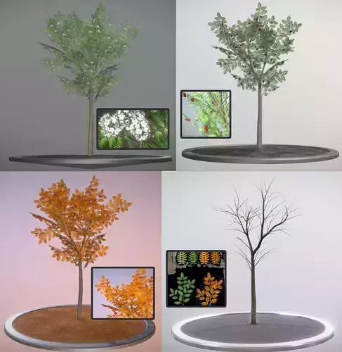 Rowan Tree - Sorbus-Aucuparia - 4m - All Seasons Low-poly 3D model