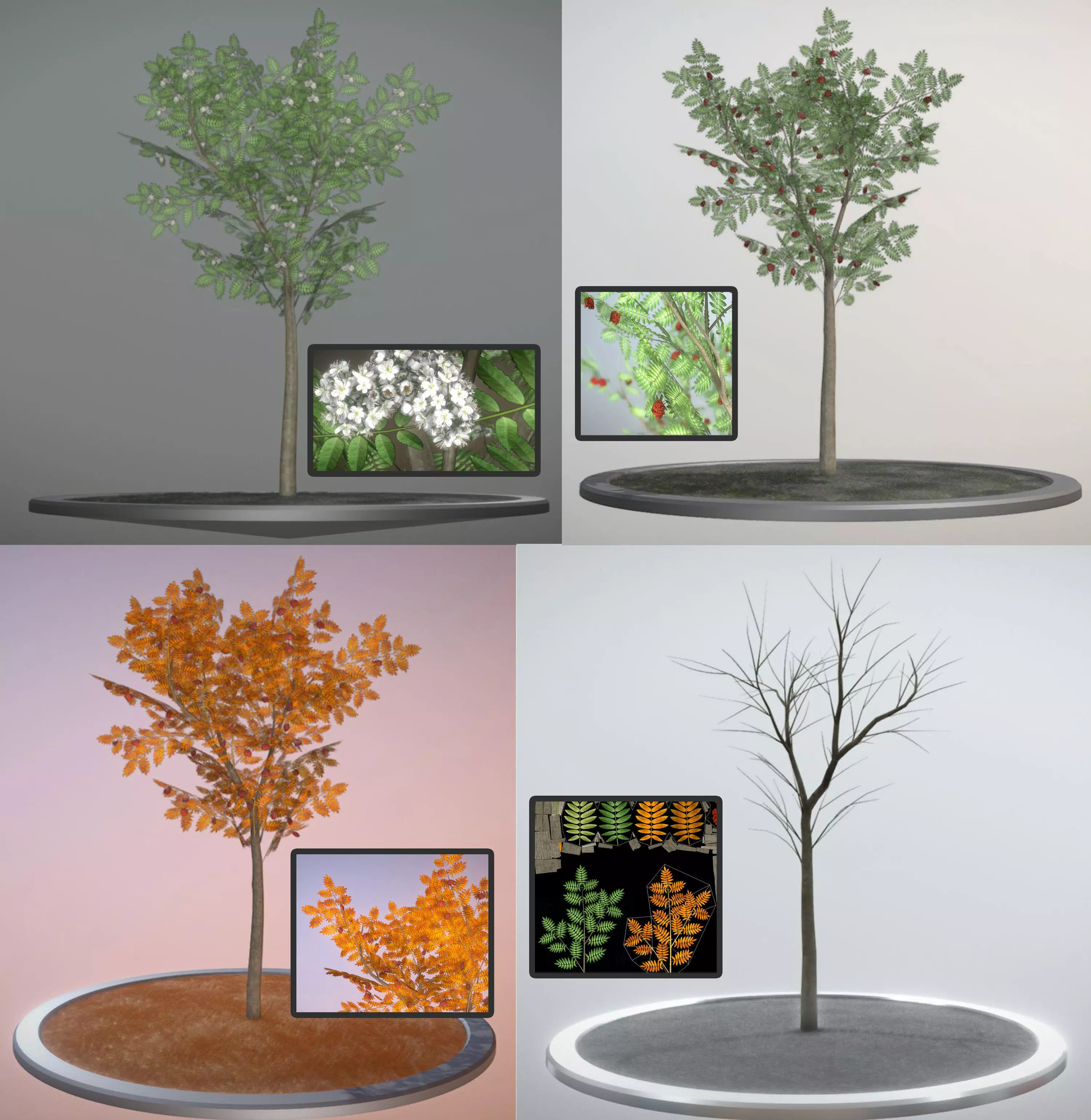 3D model Rowan Tree - Sorbus-Aucuparia - 4m - All Seasons VR / AR / low ...