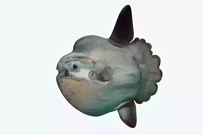Sunfish 2 puffer fish 3D model