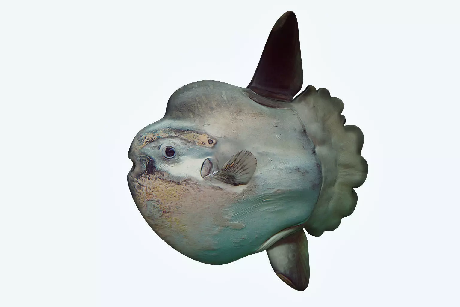 Sunfish 2 puffer fish 3D model_0