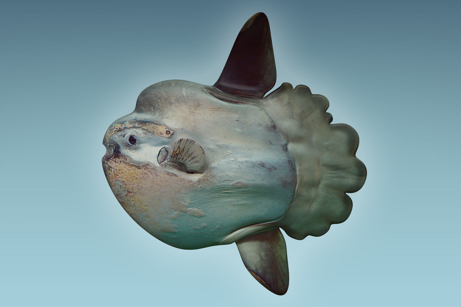 Sunfish 2 puffer fish 3D model_2