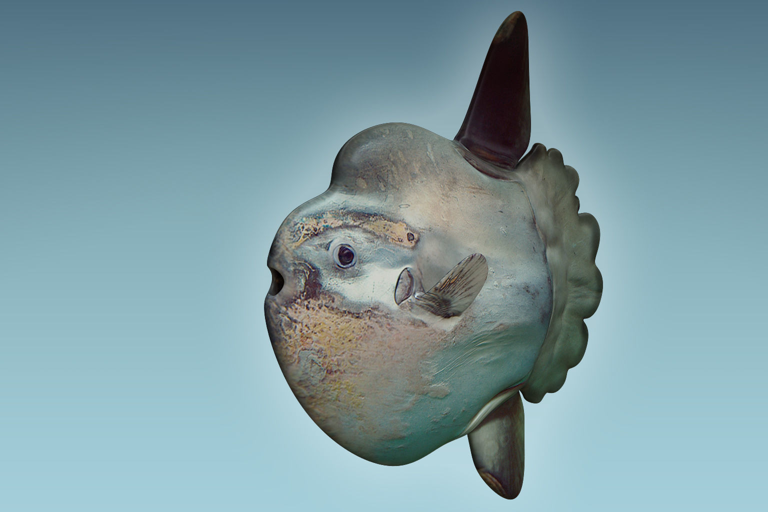 Sunfish 2 puffer fish 3D model_3