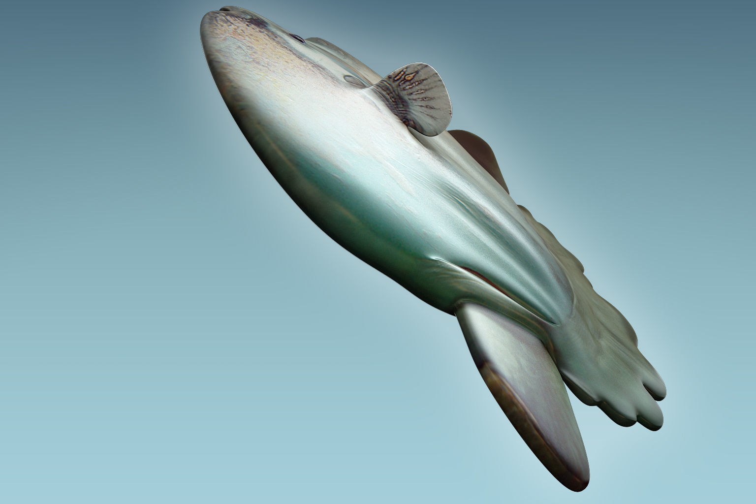 Sunfish 2 puffer fish 3D model_7