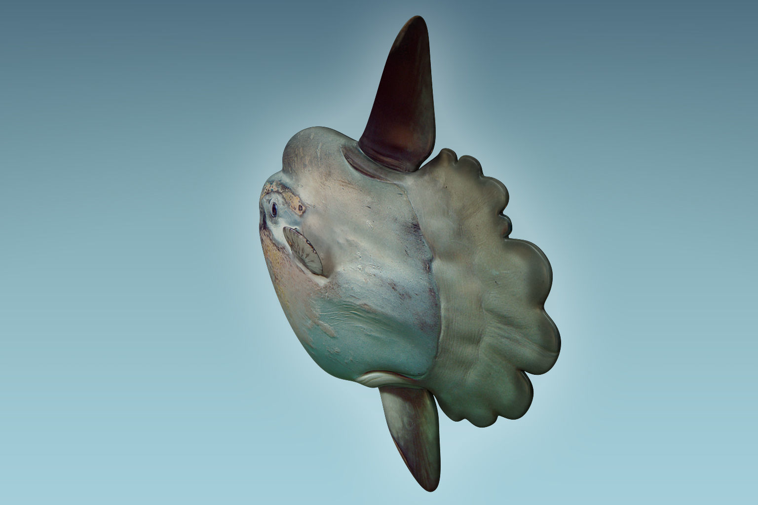 Sunfish 2 puffer fish 3D model_5