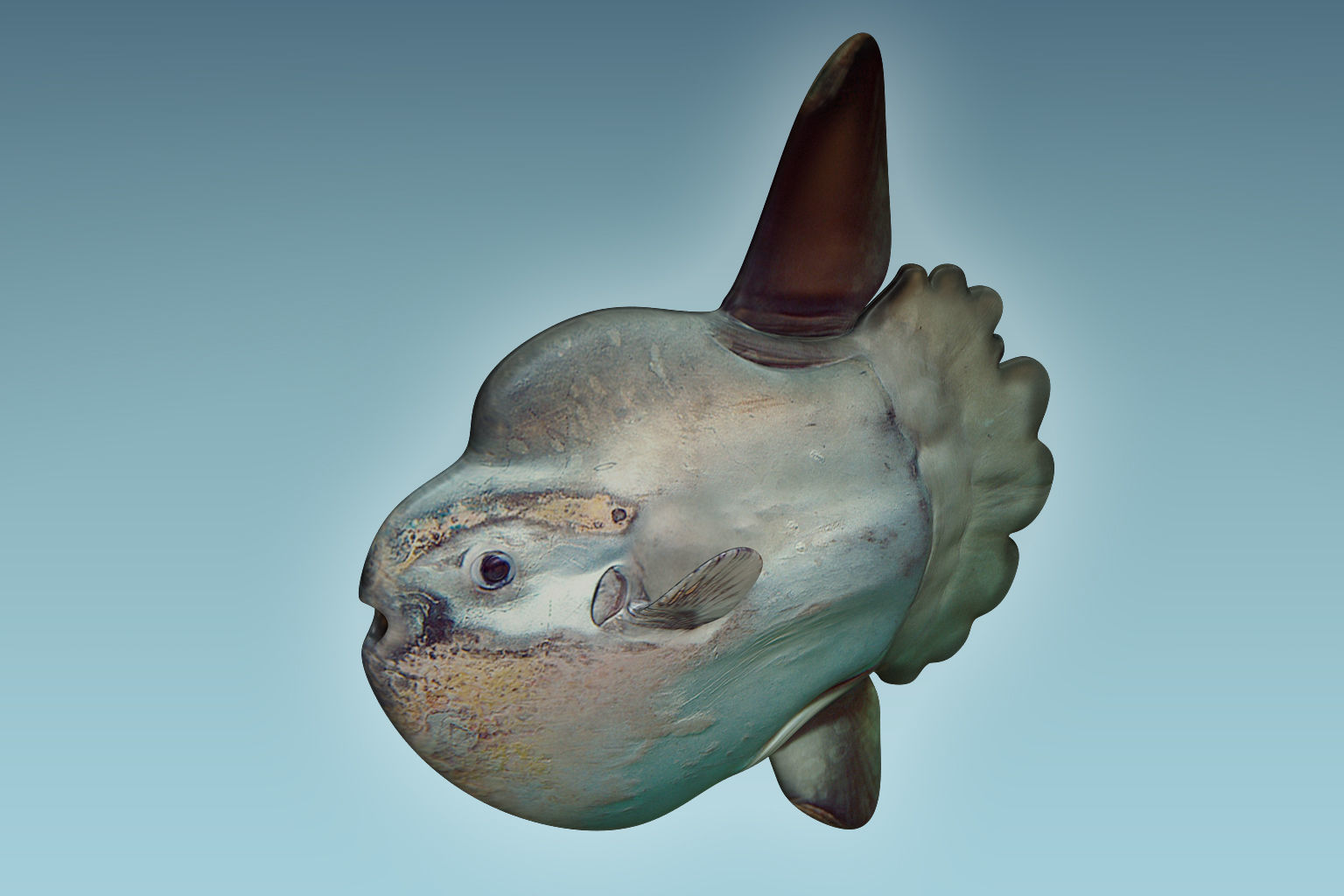Sunfish 2 puffer fish 3D model_1