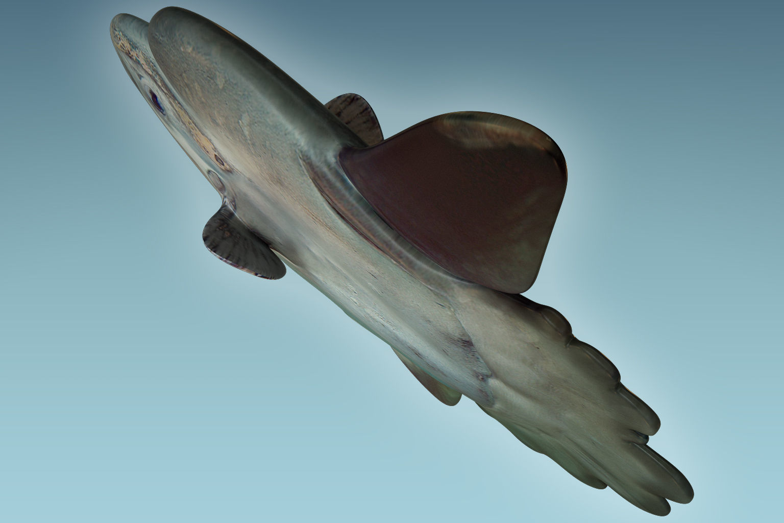 Sunfish 2 puffer fish 3D model_4