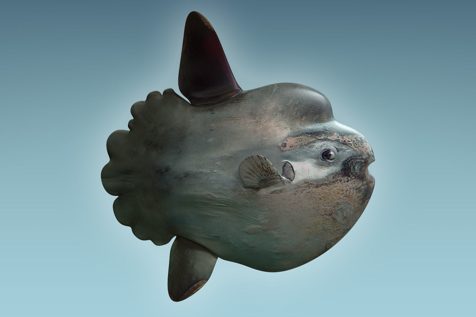 Sunfish 2 puffer fish 3D model_6