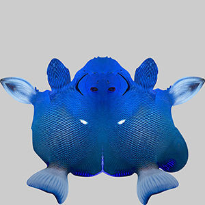 Anglefish 2 angelfish 3D model_9