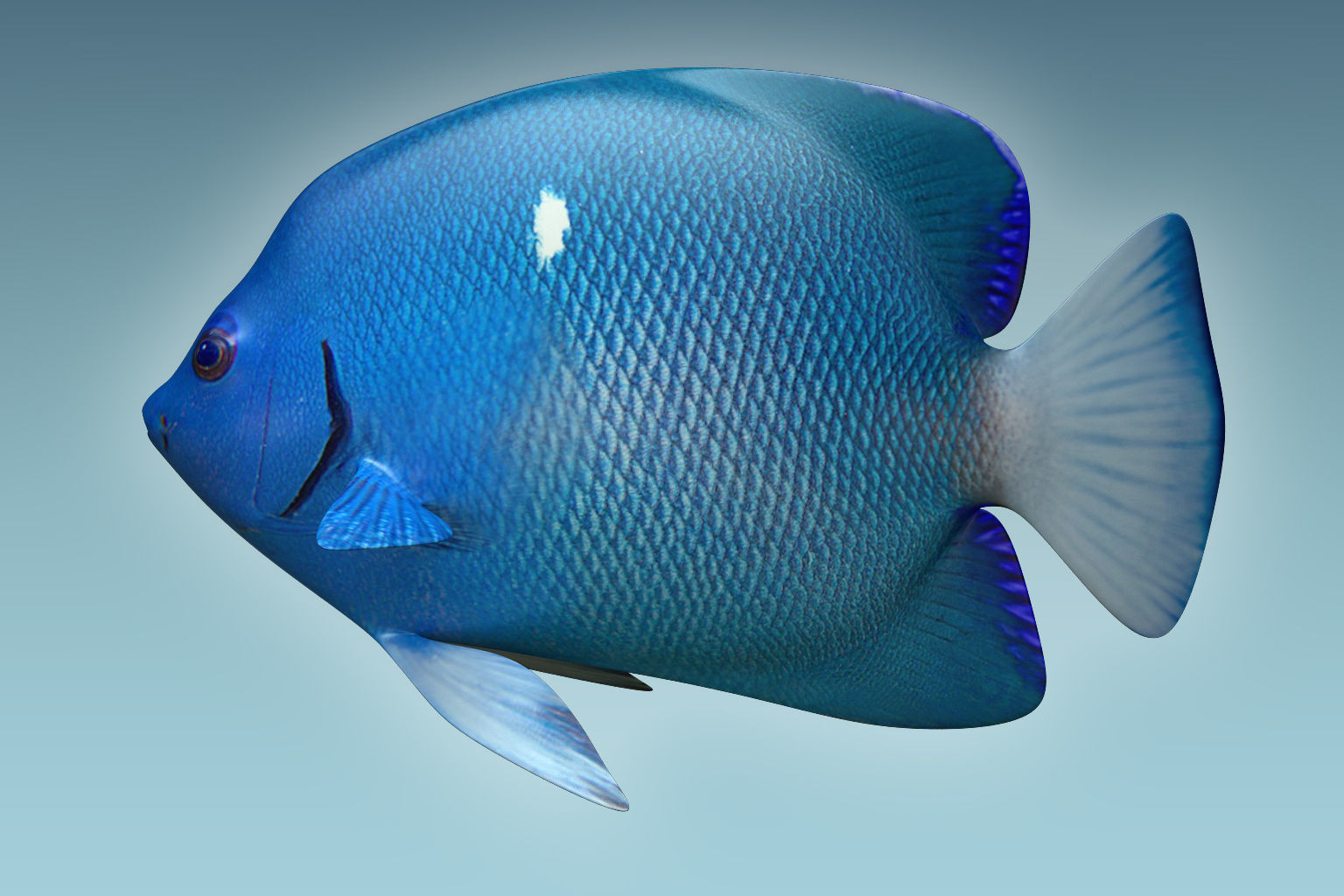 Anglefish 2 angelfish 3D model_6