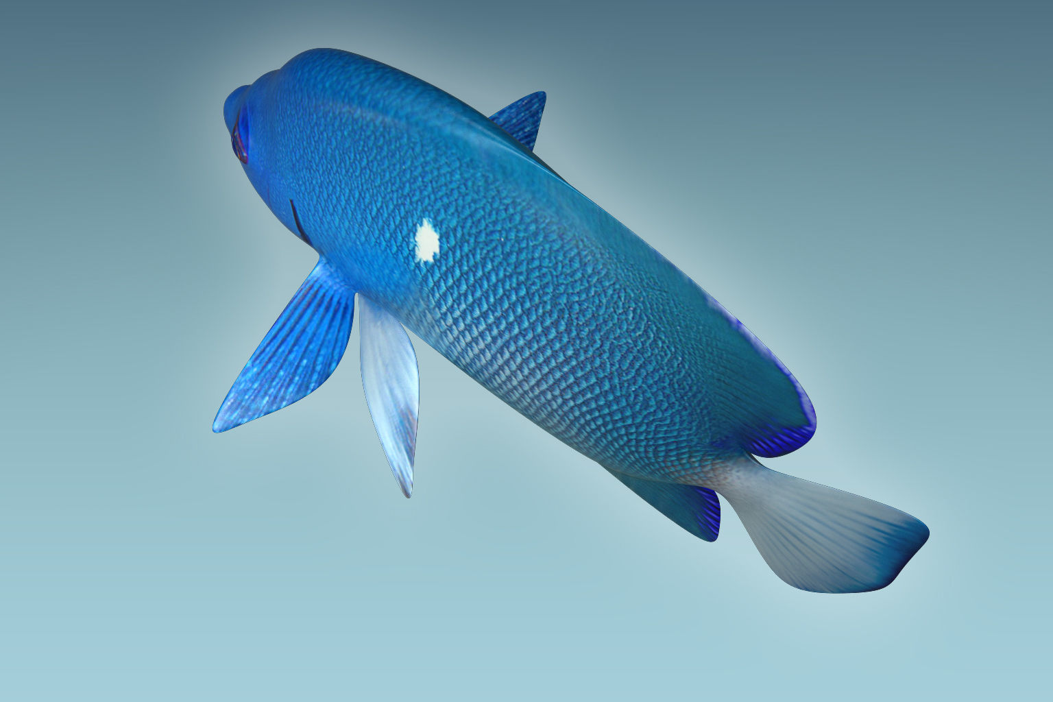 Anglefish 2 angelfish 3D model_4