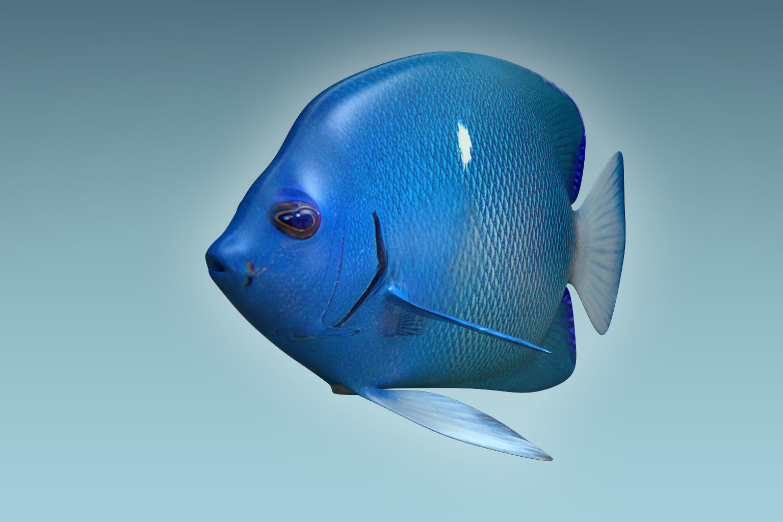 Anglefish 2 angelfish 3D model_3