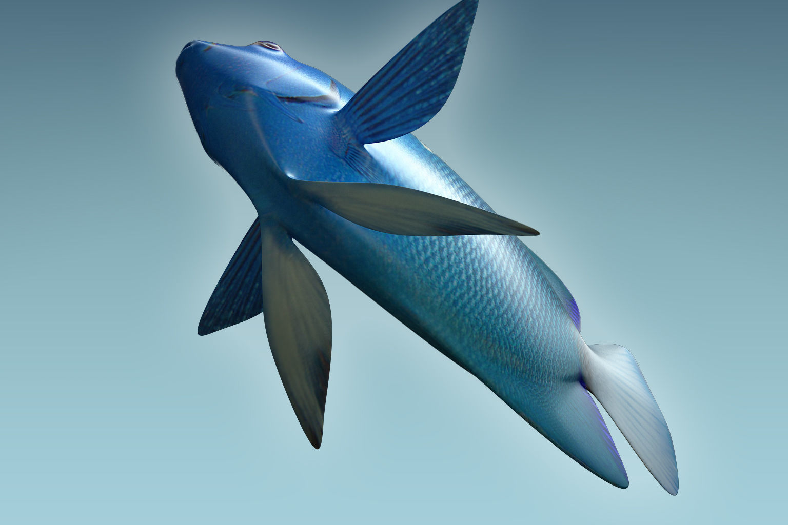 Anglefish 2 angelfish 3D model_2