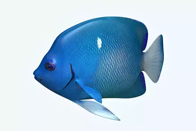 Anglefish 2 angelfish