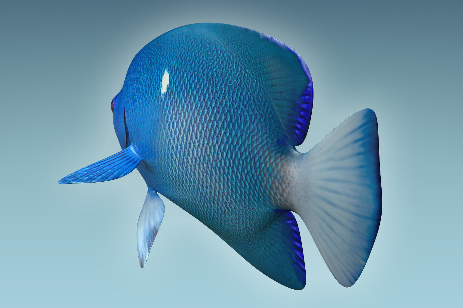 Anglefish 2 angelfish 3D model_5