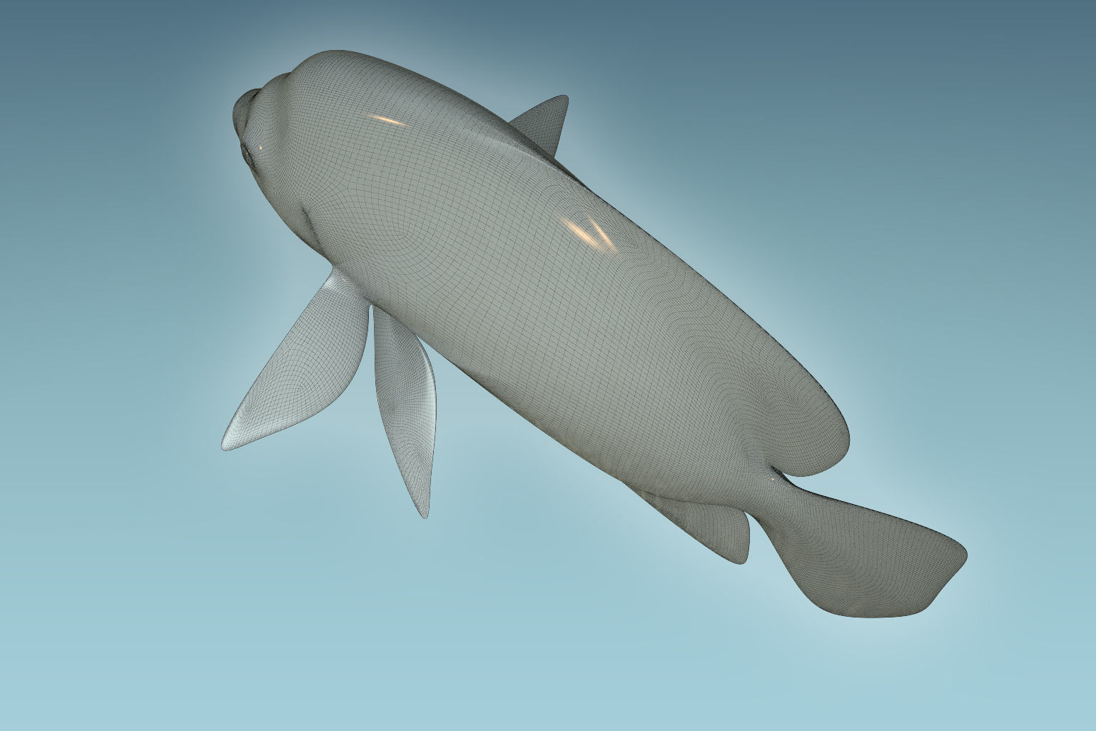 Anglefish 2 angelfish 3D model_8