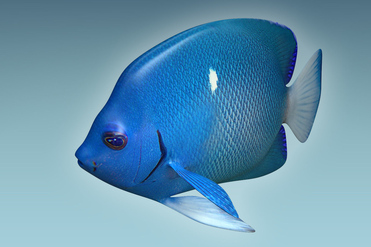 Anglefish 2 angelfish 3D model_1