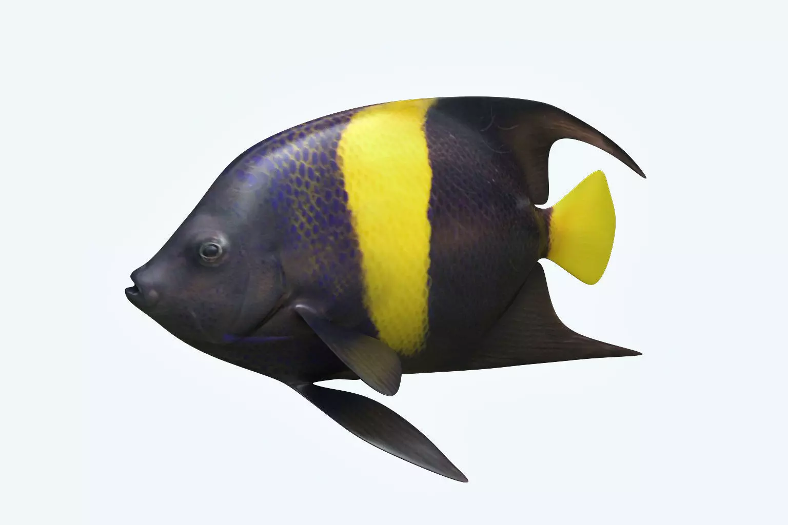 Anglefish 3 flying fish 3D model_0