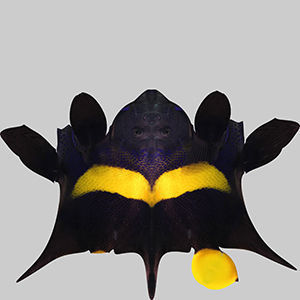 Anglefish 3 flying fish 3D model_9