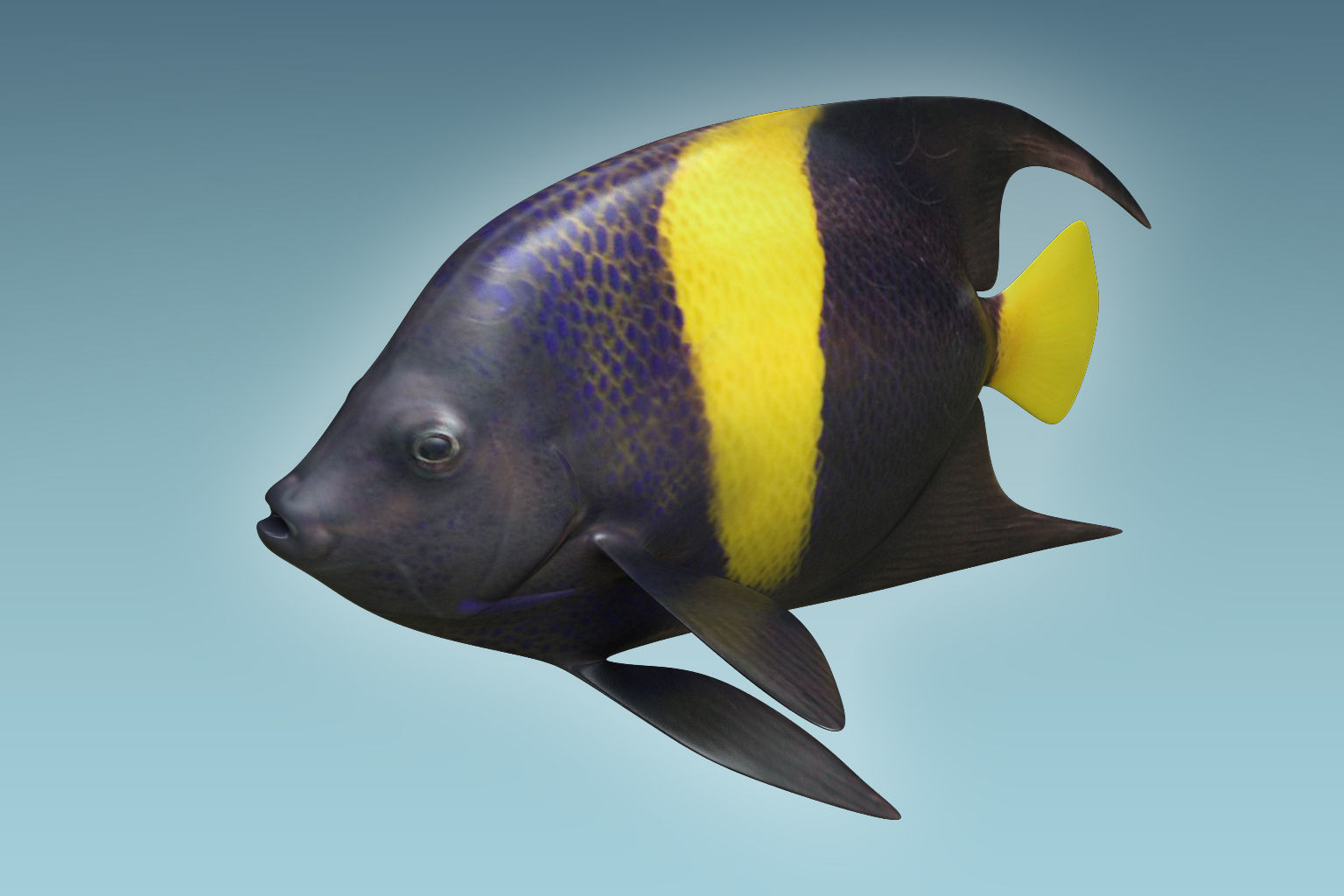 Anglefish 3 flying fish 3D model_4